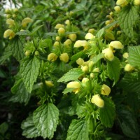 Variegated Yellow Archangel