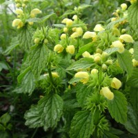 Variegated Yellow Archangel