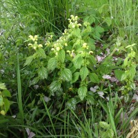 Variegated Yellow Archangel