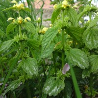 Variegated Yellow Archangel