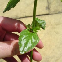 Variegated Yellow Archangel