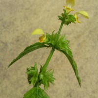 Variegated Yellow Archangel
