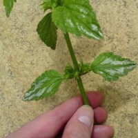 Variegated Yellow Archangel
