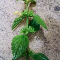 Variegated Yellow Archangel