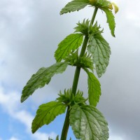 Variegated Yellow Archangel