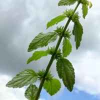 Variegated Yellow Archangel