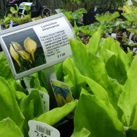 American Skunk Cabbage