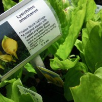 American Skunk Cabbage