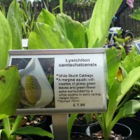 American Skunk Cabbage