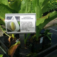 Asian Skunk Cabbage