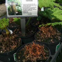 Giant Rhubarb