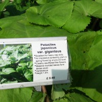 Giant Butterbur