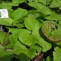 Giant Butterbur