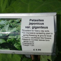 Giant Butterbur