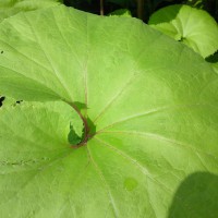 Giant Butterbur