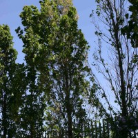Oak Processionary Moth