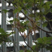 Oak Processionary Moth
