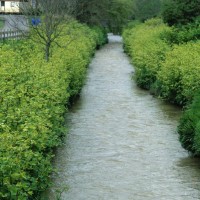 Japanese Knotweed