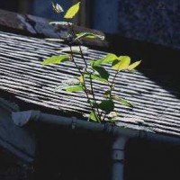 Japanese Knotweed