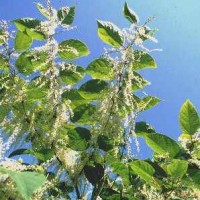 Japanese Knotweed