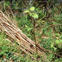 Japanese Knotweed