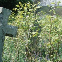 Japanese Knotweed