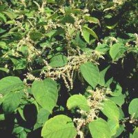 Japanese Knotweed