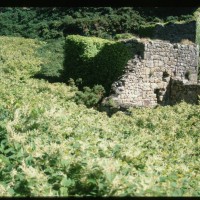 Japanese Knotweed