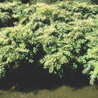 Japanese Knotweed