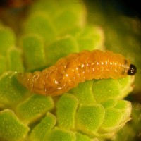 Azolla Weevil