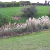 Pampus Grass