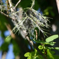 Oak Processionary Moth