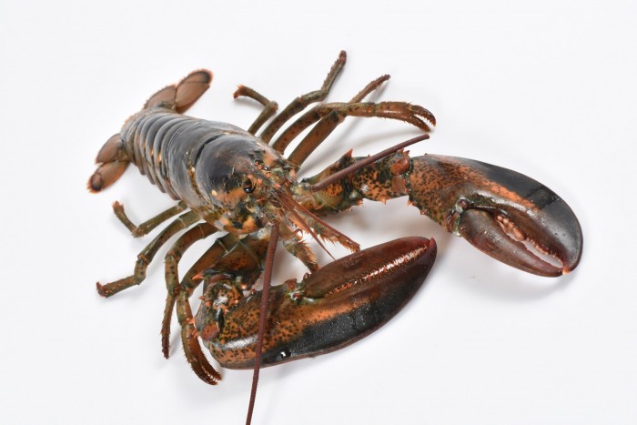 An American lobster with large claws on a white background