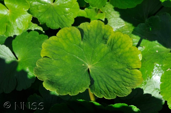floating pennywort