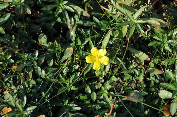 Water primrose