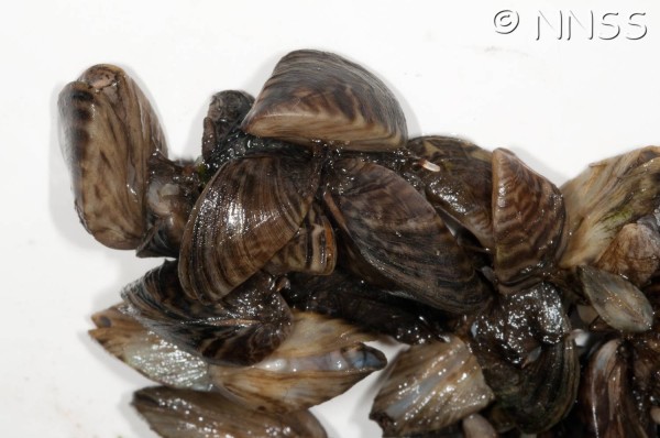 Zebra mussels