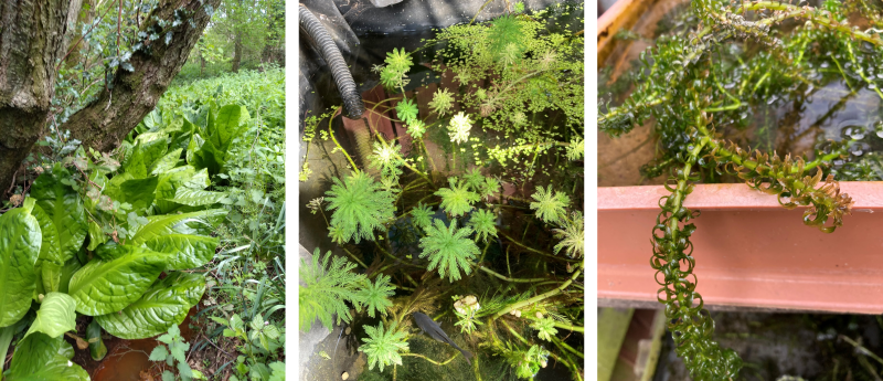 Three images of invasive plants. Left photo shows several large leafy plants dominating a woodland. Centre photo shows potted pond plants in water, with feathery leaves. Third photo shows a pond plant in water in a pink tub, covered in short curly leaves.