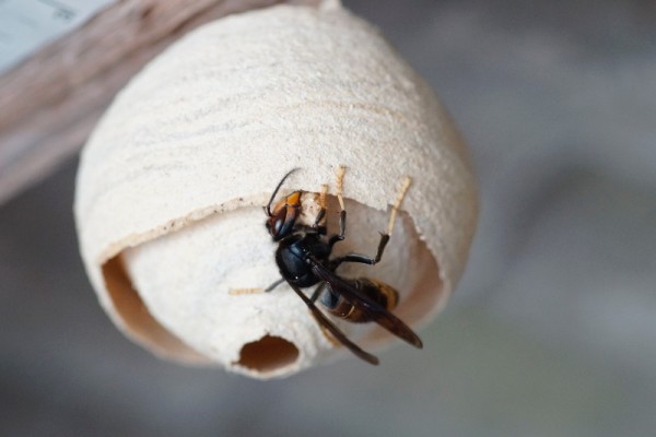 An Asian hornet on a small primary nest