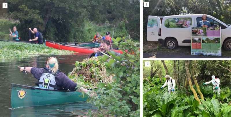 1. Volunteers in canoes on a river collecting piles of invasive aquatic plants which grow on the water surface. 2. A volunteer standing in front of a van holding a poster with information on invasive plants. The van has information printed on the side. The image is too small to read the text.  3. Volunteers dressed in protective suits spraying pesticides on large American skunk cabbage plants.