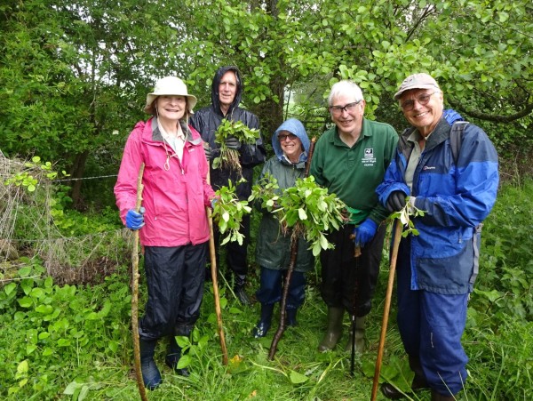 A group of five volunteers stand in a woodland holding handfuls of green Himalayan balsam plants that they have removed 