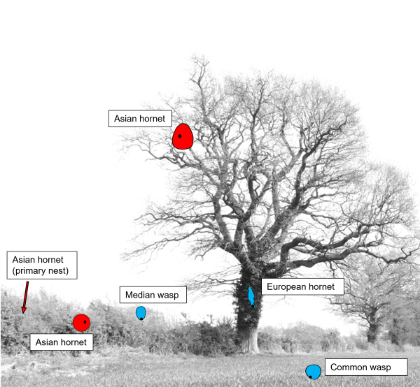 Large tree in a field by a hedge. A large Asian hornet nest is high in the tree, a European hornet nest is embedded in a hole in the trunk, a common wasp nest is on the floor, a median wasp nest is in the hedge, a round Asian hornet nest is in the hedge, and an arrow pointing to the hedge shows where a primary Asian hornet nest (not seen) could be found