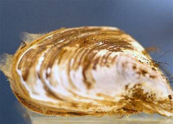 Quagga mussel
