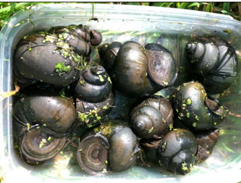 Chinese mystery snail