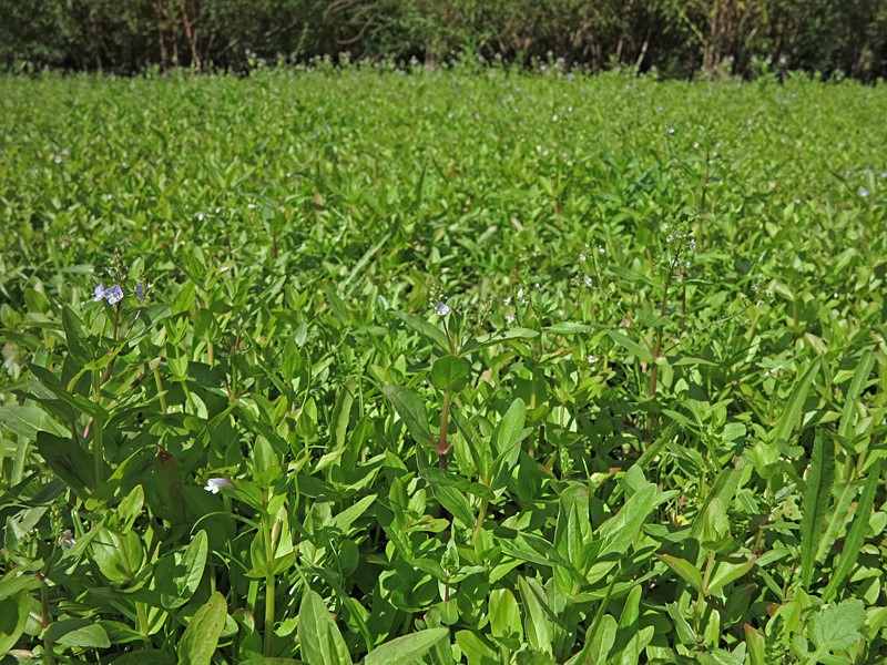 Yellow-seeded false-pimpernel