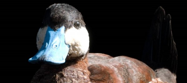 A male ruddy duck, a brown duck with a white face, black top of head and blue bill