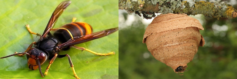 Two images next to eachother. Left is a single Asian hornet on a leaf. Asian hornet has a dark body, yellow leg tips and a yellow band on the abdomen. Right shows a small Asian hornet nest attached to a tree.