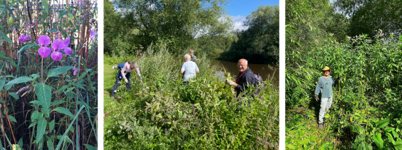 Volunteers removing Himalayan balsam from a riverbank