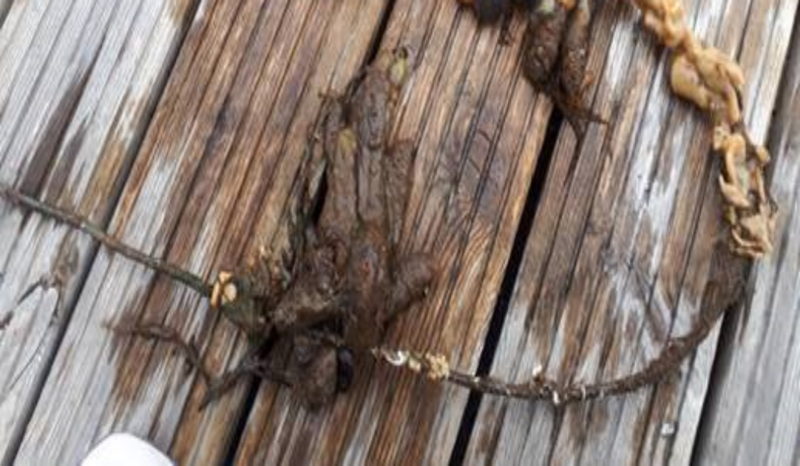 A long thin brown rope is laid in a horseshoe shape on wooden decking next to a waterbody. One half of the rope has a thick, pale orange, organic material growing on it (Didemnum vexillum). 