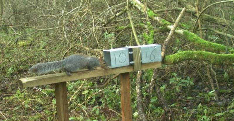 A grey squirrel stands on a wooden post in front of a rectangular metal box