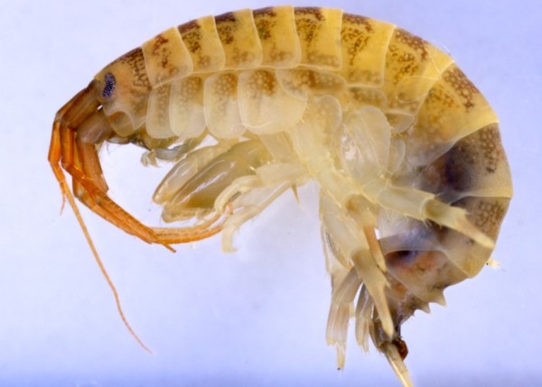 Killer shrimp